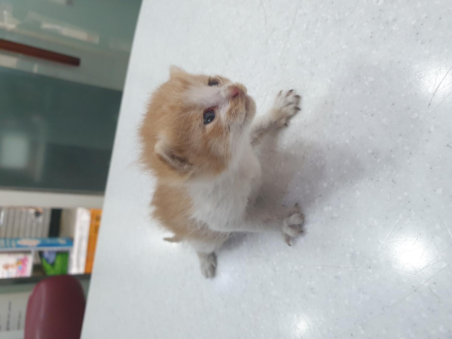 한국 고양이 이미지 파일 입니다.